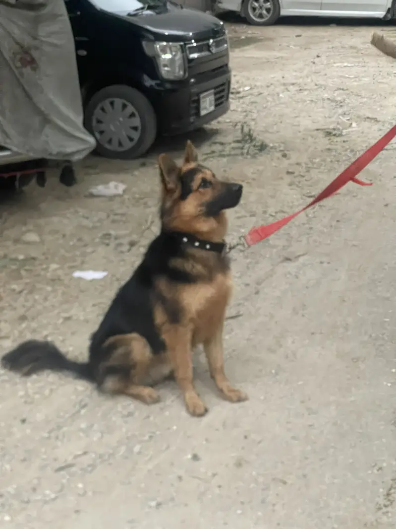 Pedigree German Shepherd (Price negotiable) — photo 3