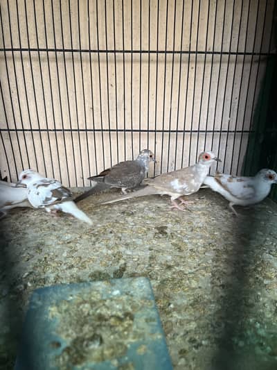 Red pied and Diamond pied dove