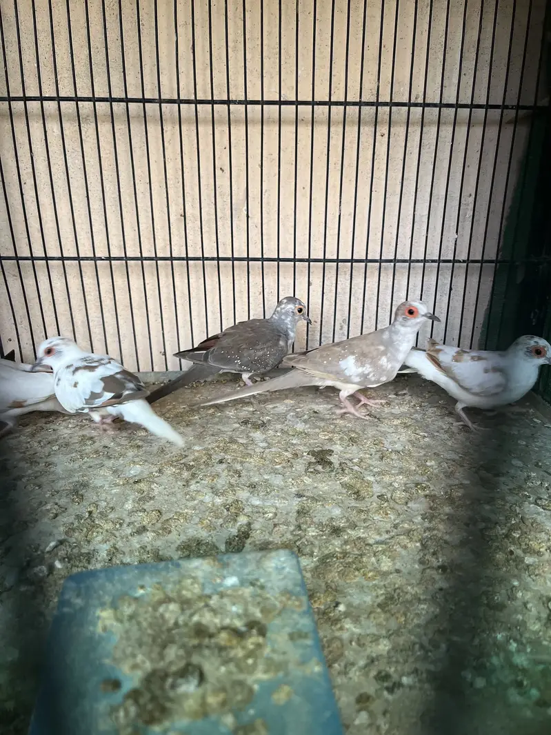 Red pied and Diamond pied dove