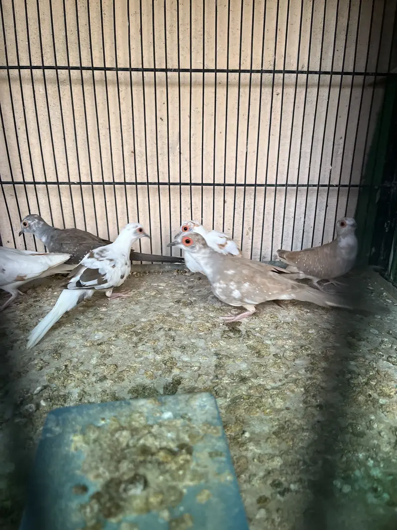 Red pied and Diamond pied dove — photo 2