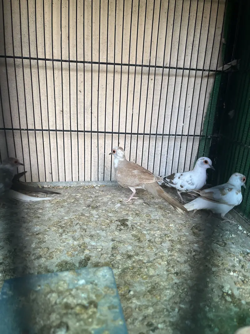 Red pied and Diamond pied dove — photo 3