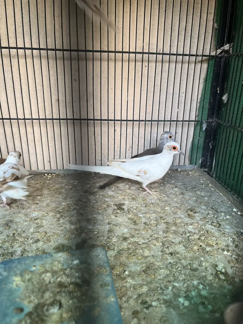Red pied and Diamond pied dove — photo 4