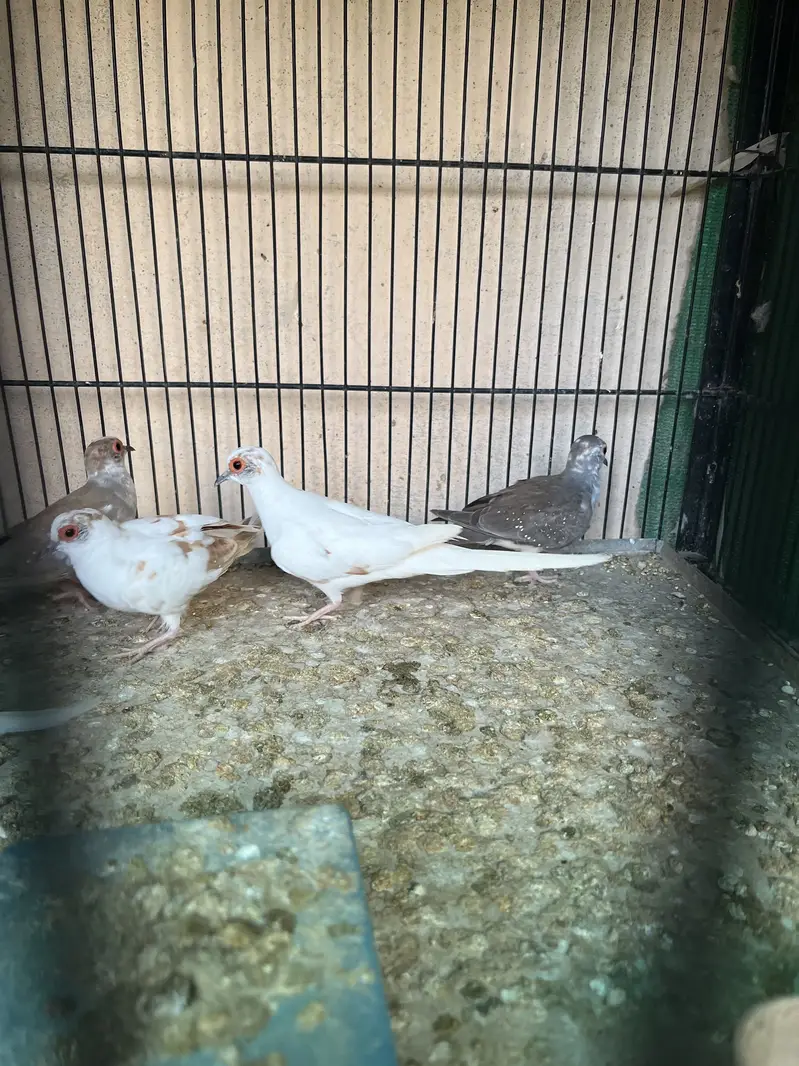 Red pied and Diamond pied dove — photo 5