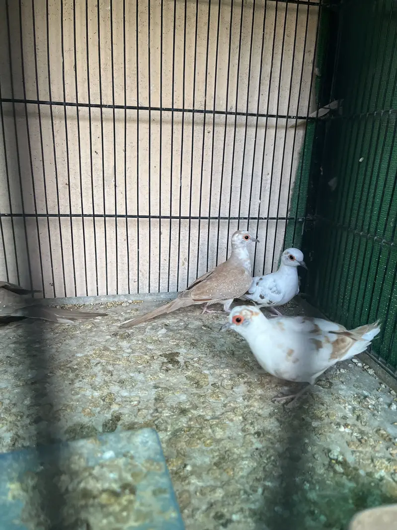 Red pied and Diamond pied dove — photo 6
