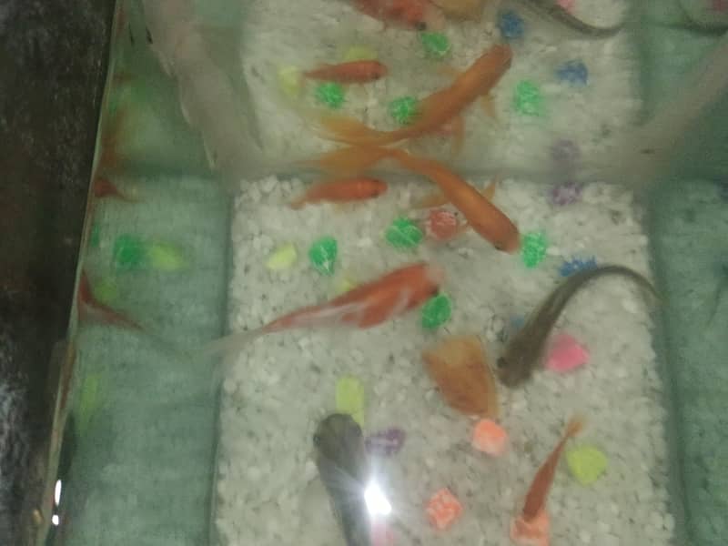 breeding pair 0