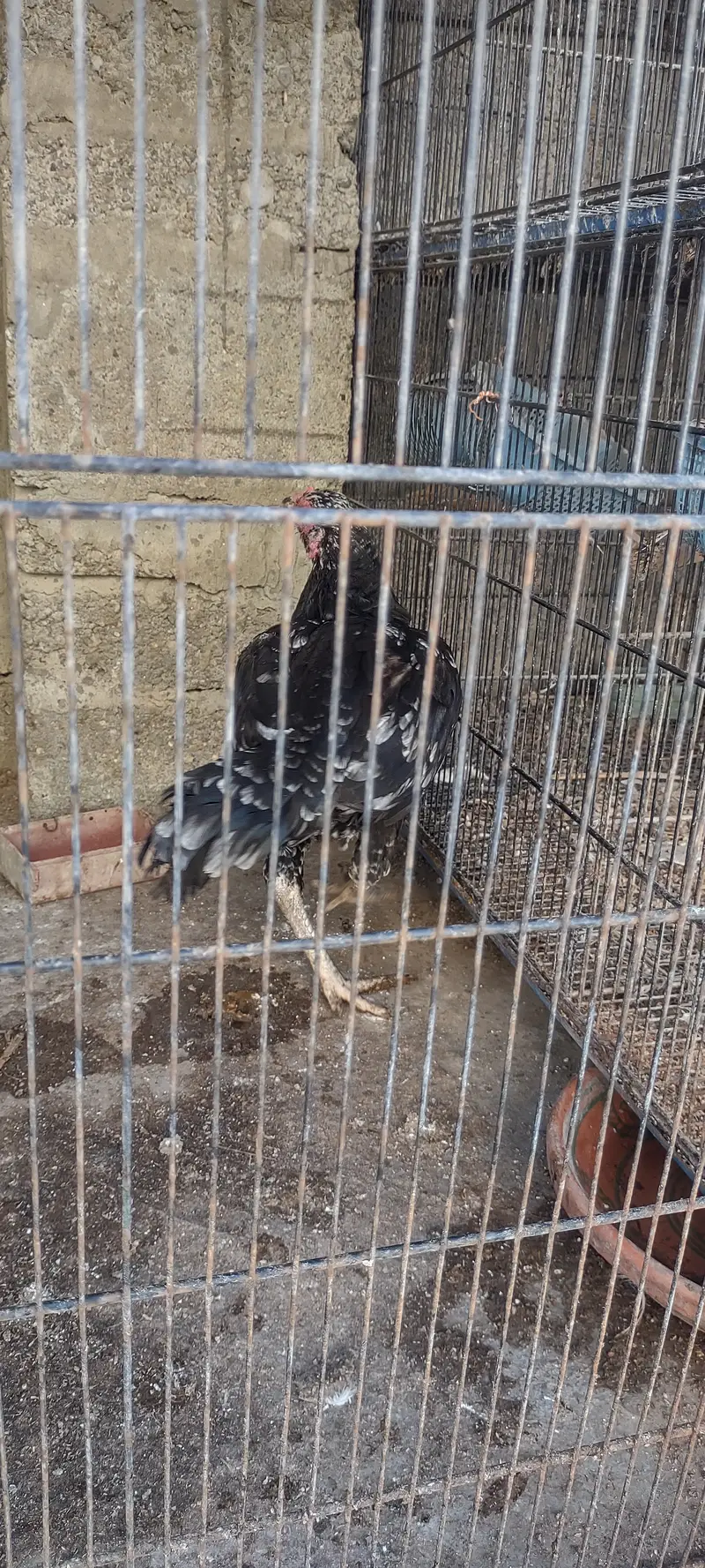 Aseel pulia male or aseel cheena madi — photo 5