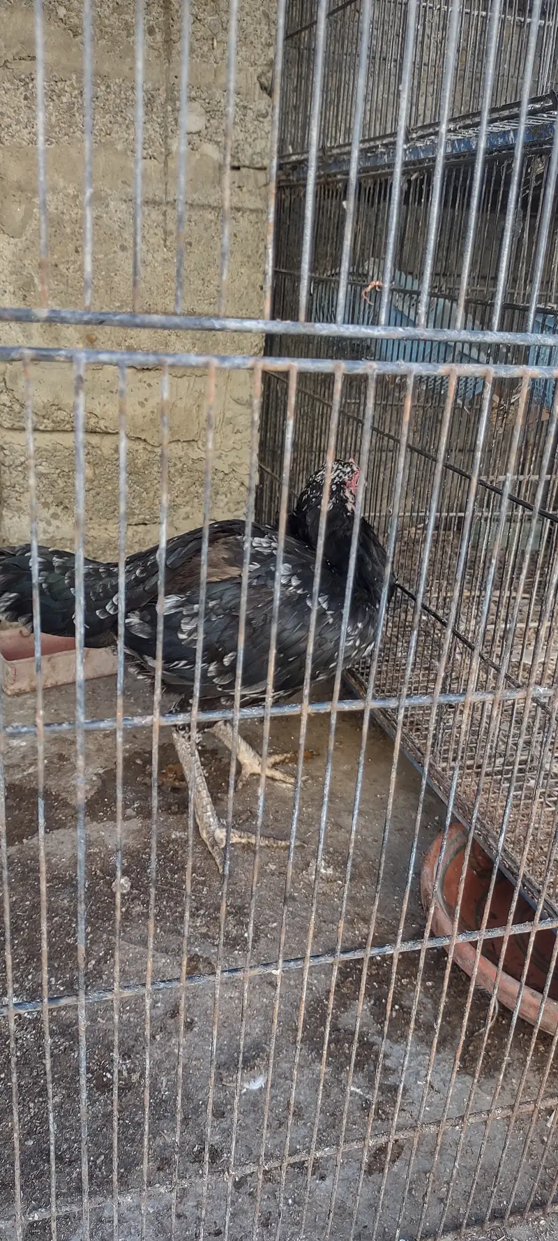 Aseel pulia male or aseel cheena madi — photo 6