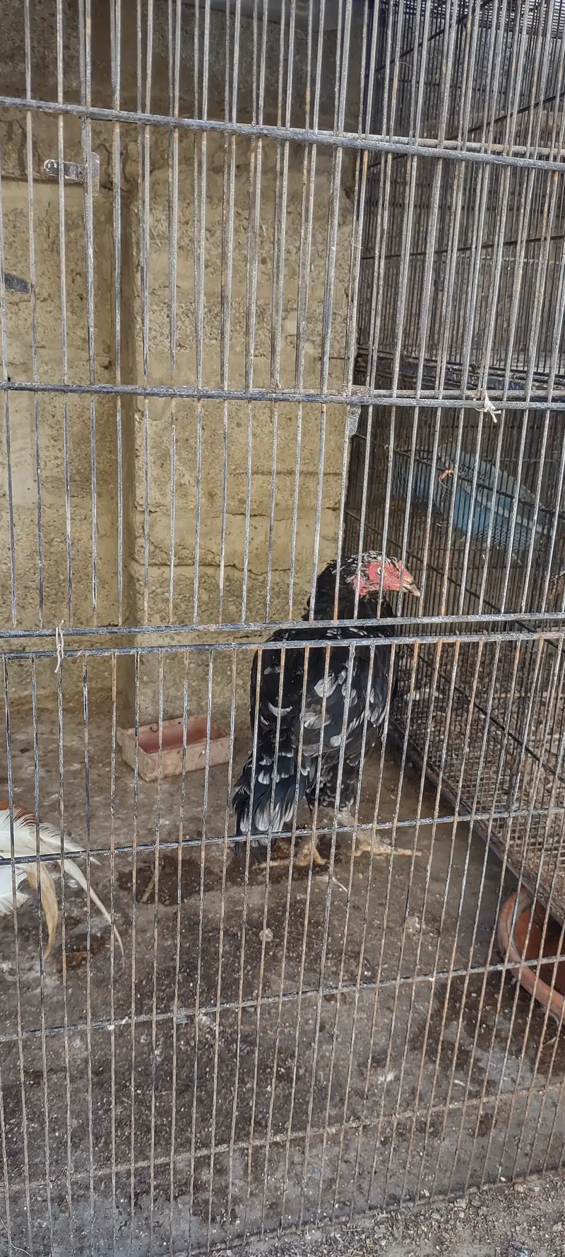 Aseel pulia male or aseel cheena madi — photo 7