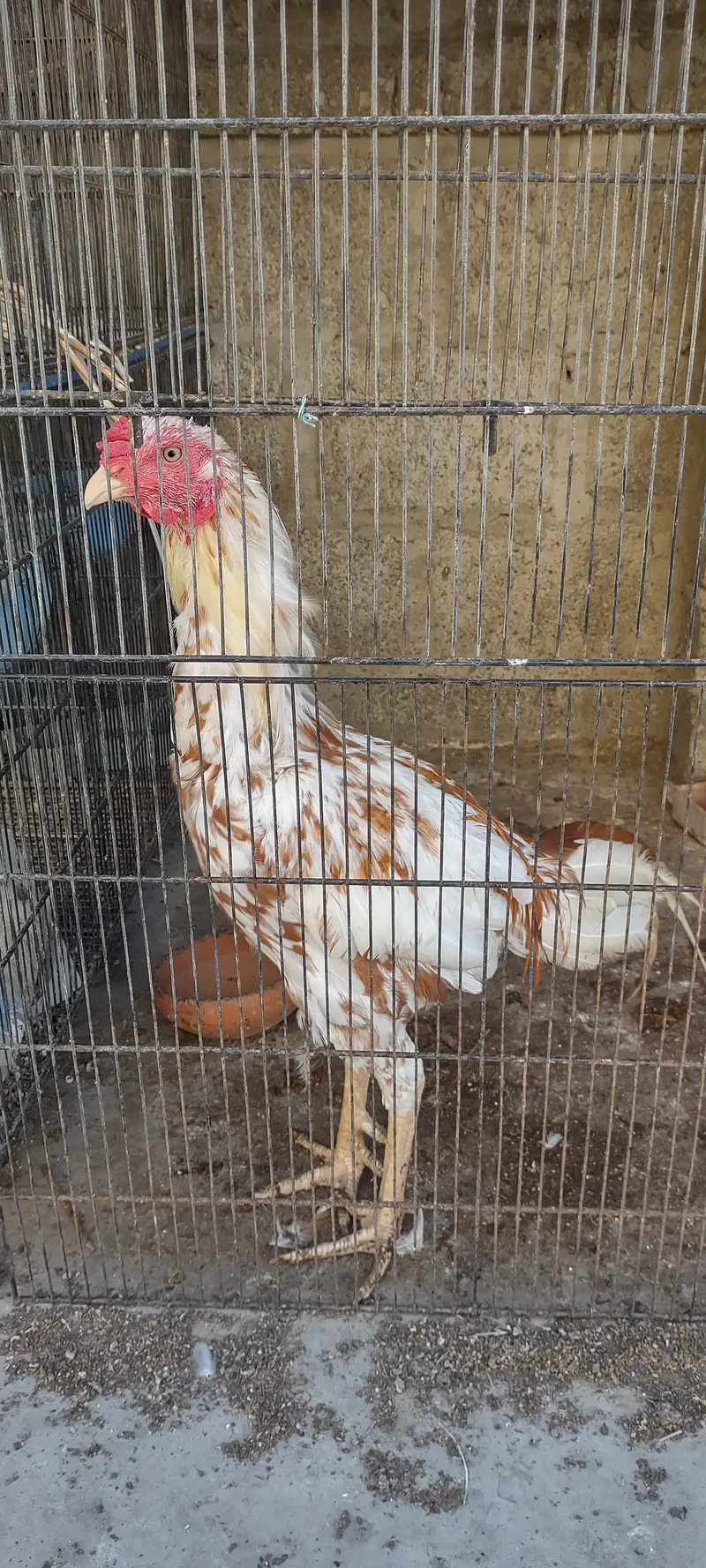 Aseel pulia male or aseel cheena madi — photo 8