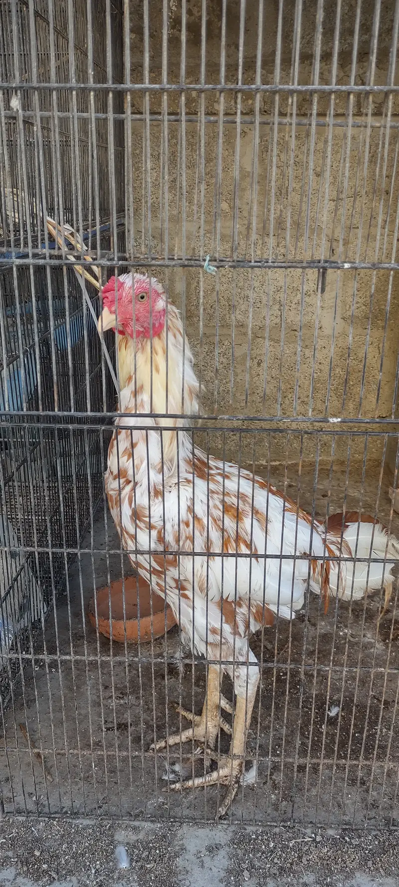 Aseel pulia male or aseel cheena madi — photo 9