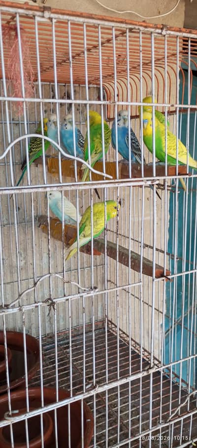Budgie parrot 