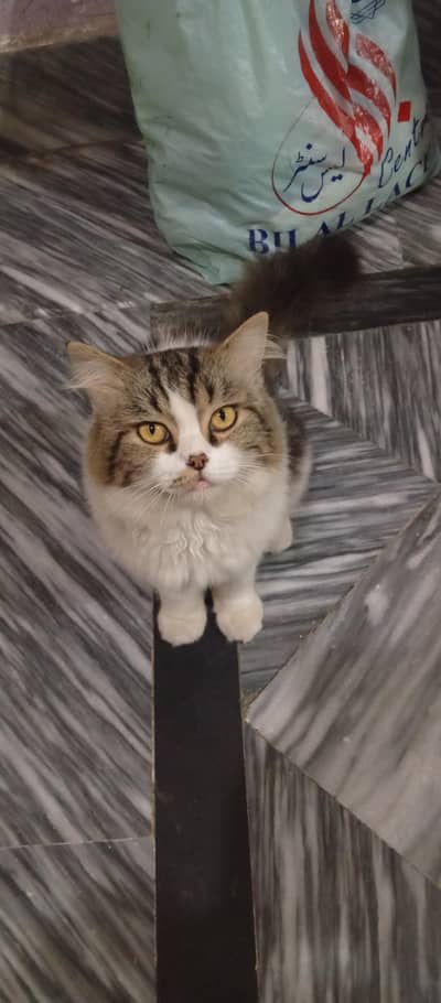 Persian cat | Persain male cat | white and grey cat | kitten