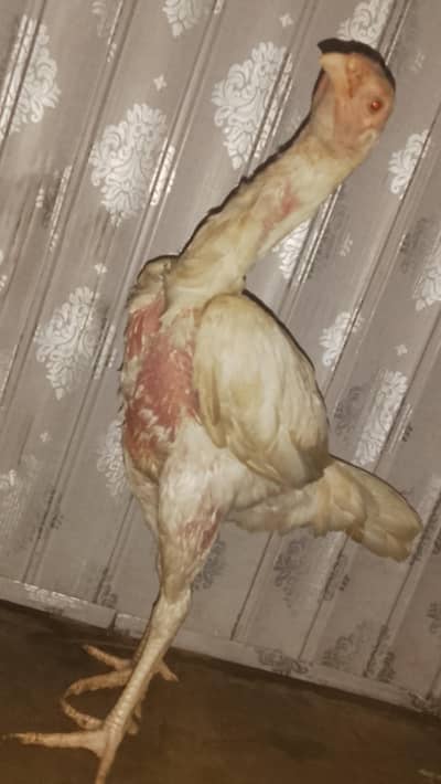 Pure Hera Aseel Desi Murga & Murghi Available - 03287469290
