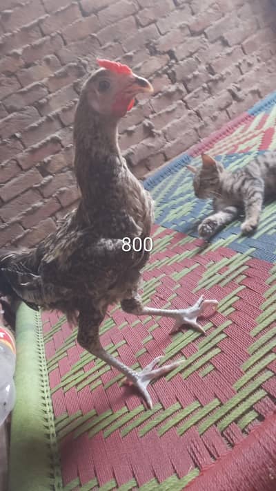 Desi Murga Available - Whatsapp 03287469290