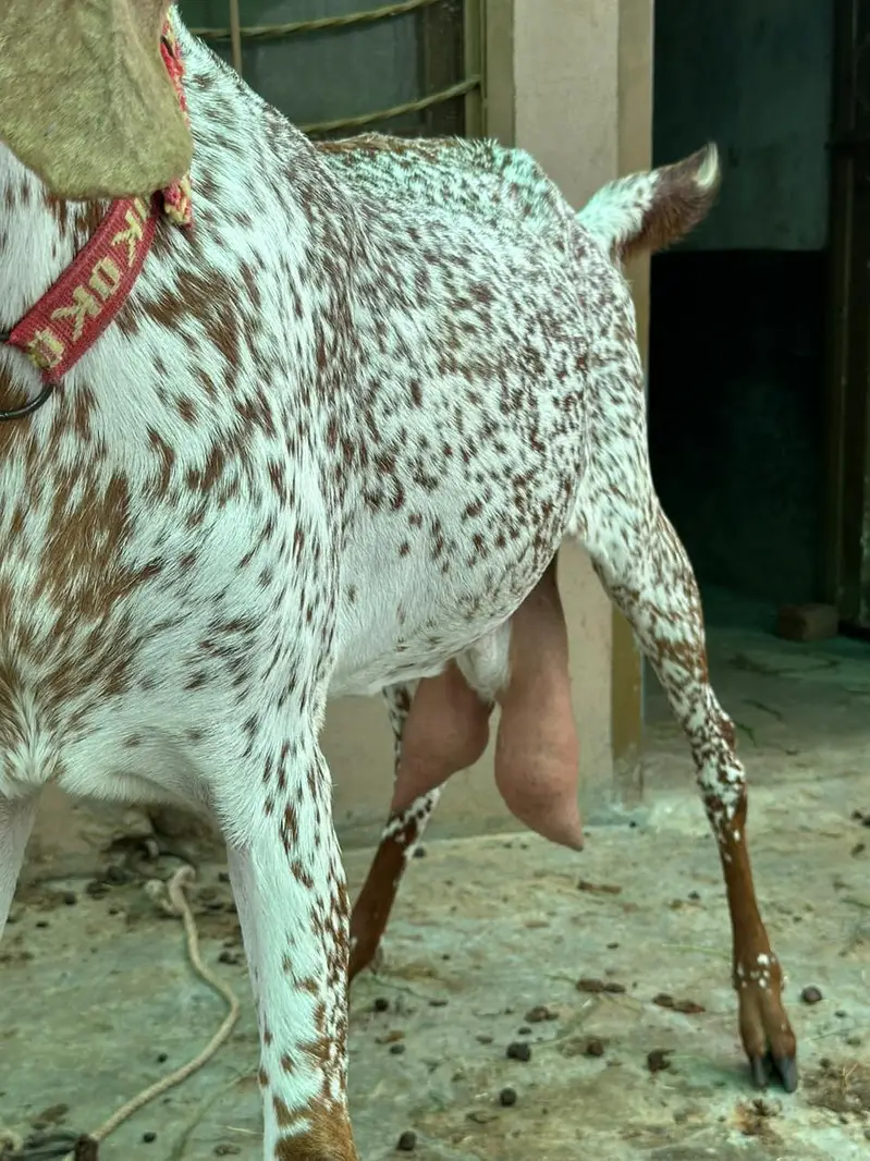 Pure Mekhi cheni bakri for sale — photo 4