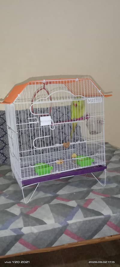 Active & Tamed 3 Month Green Ringneck Parrot