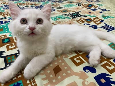 Persian Female Cat