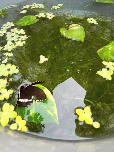 AQUATIC PLANTS & SNAILS | Guppy Grass | Duck Weeds | Ramshorn Snail