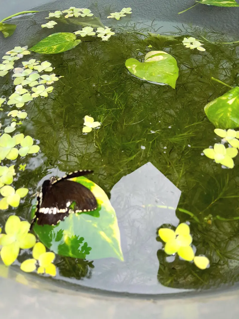 AQUATIC PLANTS & SNAILS | Guppy Grass | Duck Weeds | Ramshorn Snail