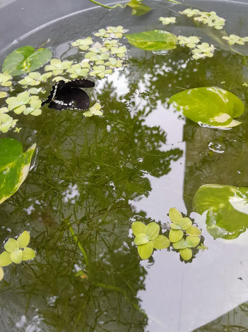 AQUATIC PLANTS & SNAILS | Guppy Grass | Duck Weeds | Ramshorn Snail — photo 2