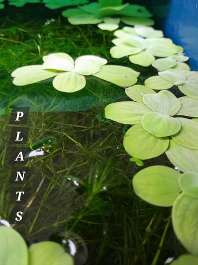 Aquatic Plants | Guppy Grass | Duck Weeds | Ramshorn Snails