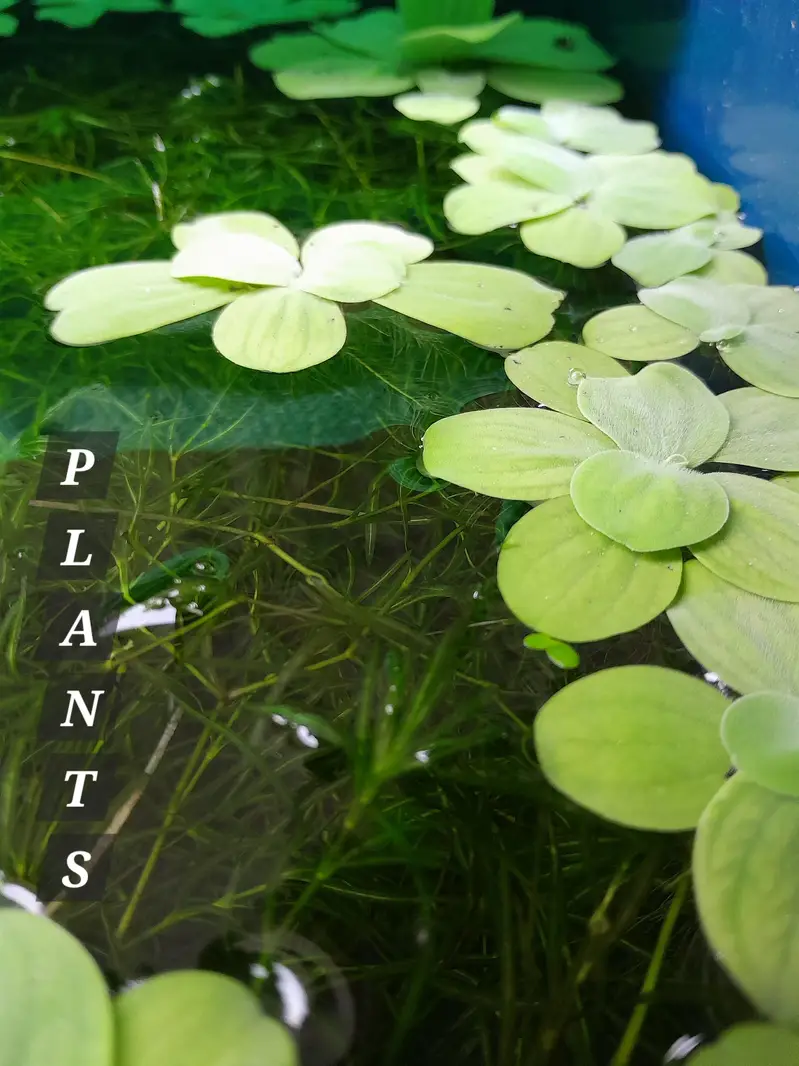 AQUATIC PLANTS & SNAILS | Guppy Grass | Duck Weeds | Ramshorn Snail — photo 3