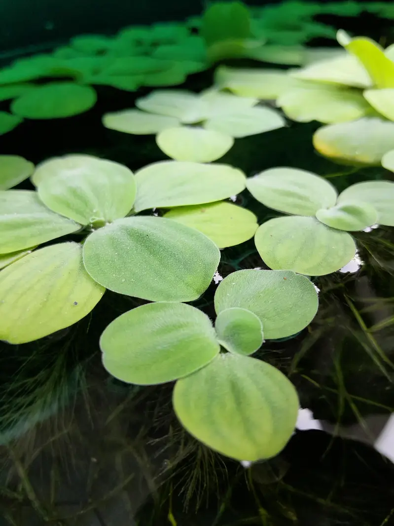 AQUATIC PLANTS & SNAILS | Guppy Grass | Duck Weeds | Ramshorn Snail — photo 4