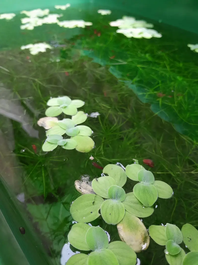 AQUATIC PLANTS & SNAILS | Guppy Grass | Duck Weeds | Ramshorn Snail — photo 5