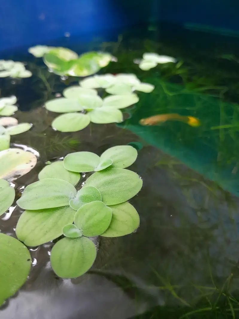 AQUATIC PLANTS & SNAILS | Guppy Grass | Duck Weeds | Ramshorn Snail — photo 6