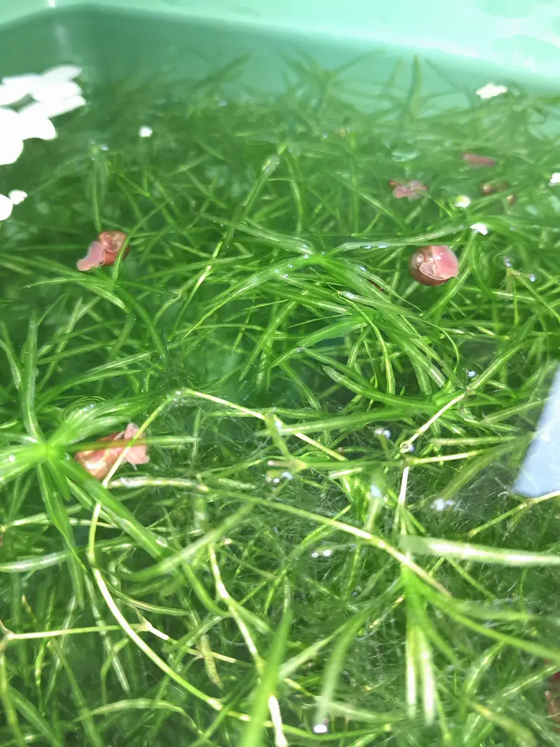 AQUATIC PLANTS & SNAILS | Guppy Grass | Duck Weeds | Ramshorn Snail — photo 7