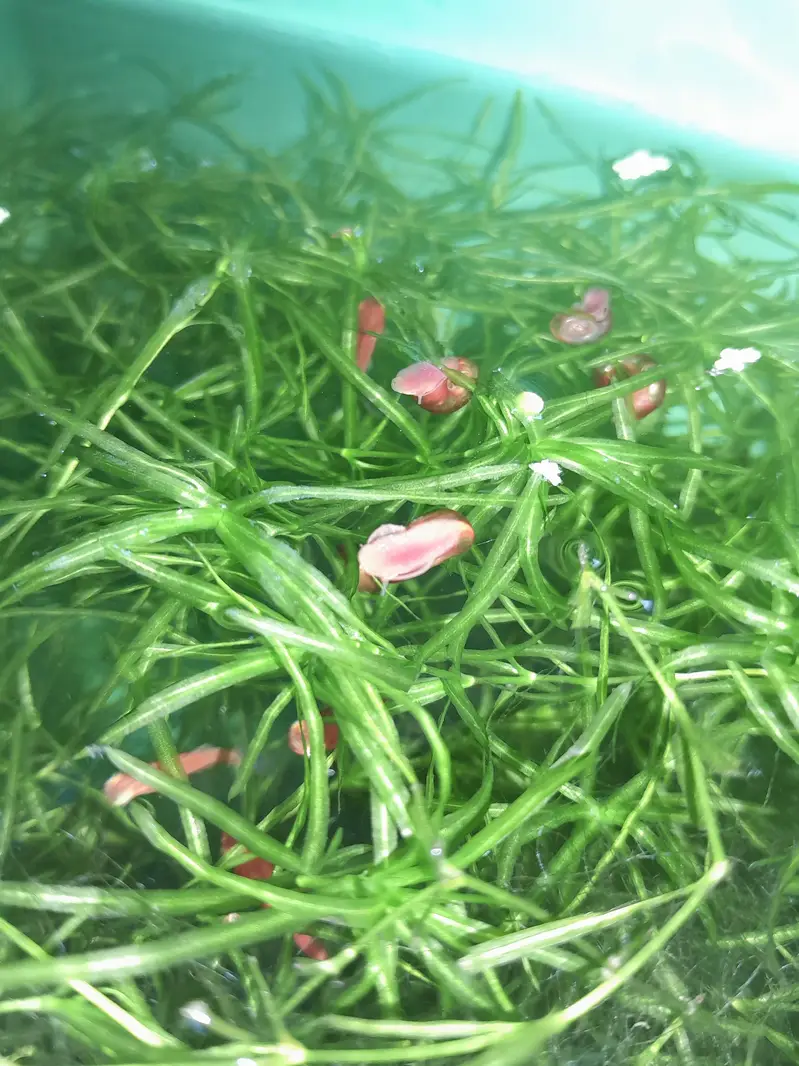 AQUATIC PLANTS & SNAILS | Guppy Grass | Duck Weeds | Ramshorn Snail — photo 8