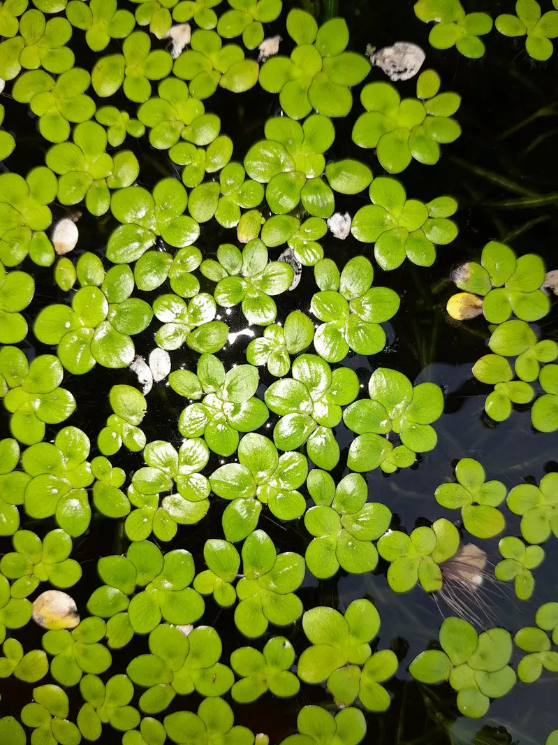 AQUATIC PLANTS & SNAILS | Guppy Grass | Duck Weeds | Ramshorn Snail — photo 9