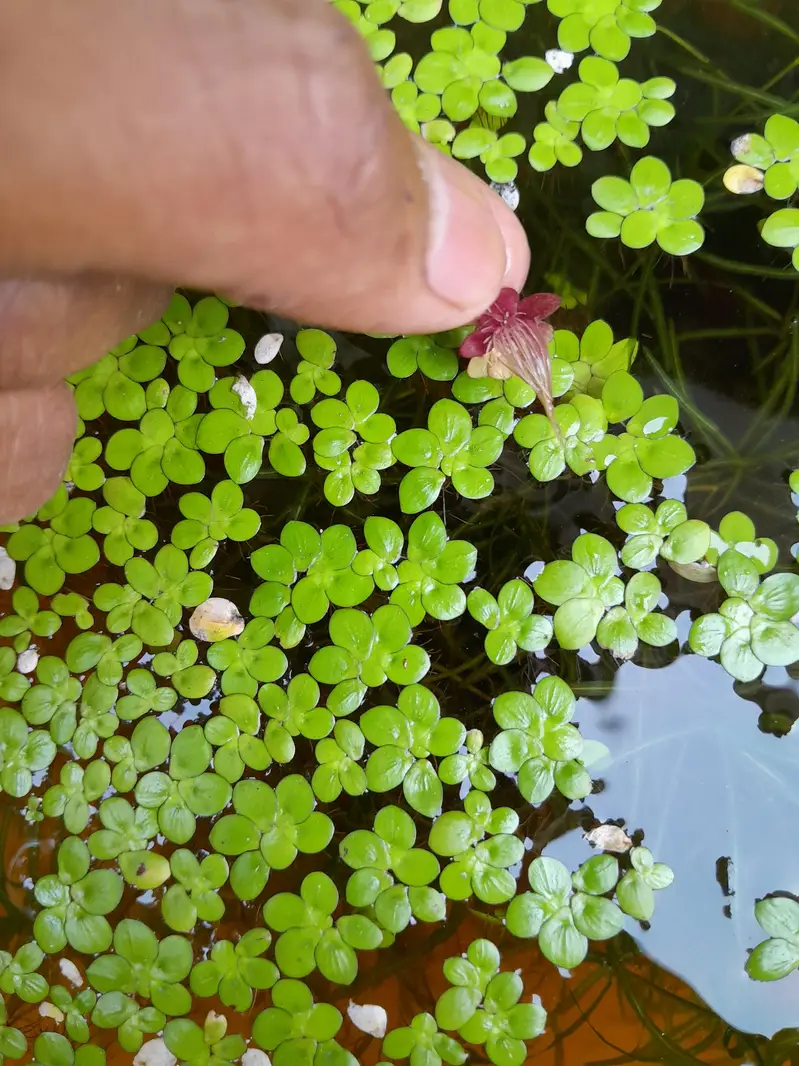 AQUATIC PLANTS & SNAILS | Guppy Grass | Duck Weeds | Ramshorn Snail — photo 10