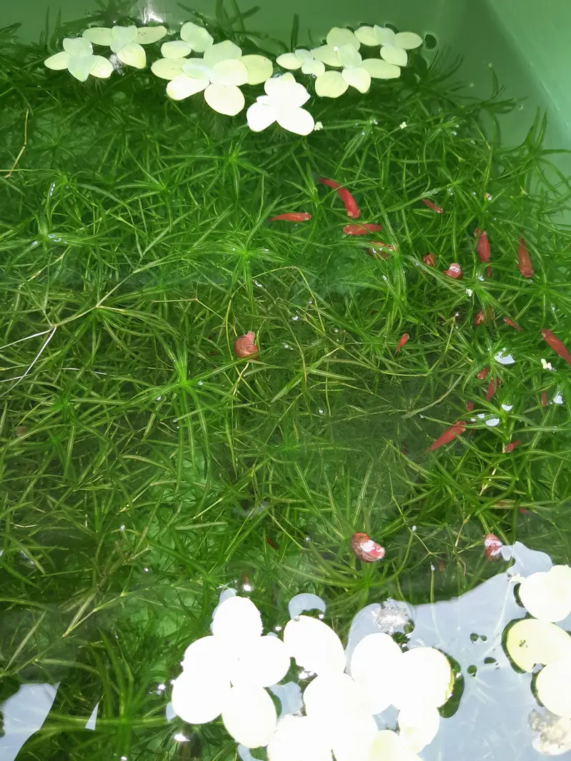 AQUATIC PLANTS & SNAILS | Guppy Grass | Duck Weeds | Ramshorn Snail — photo 11