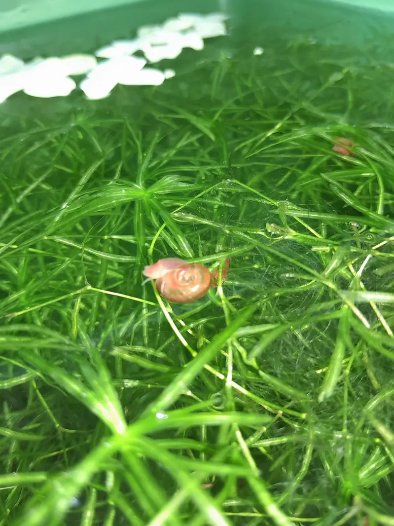 AQUATIC PLANTS & SNAILS | Guppy Grass | Duck Weeds | Ramshorn Snail — photo 12