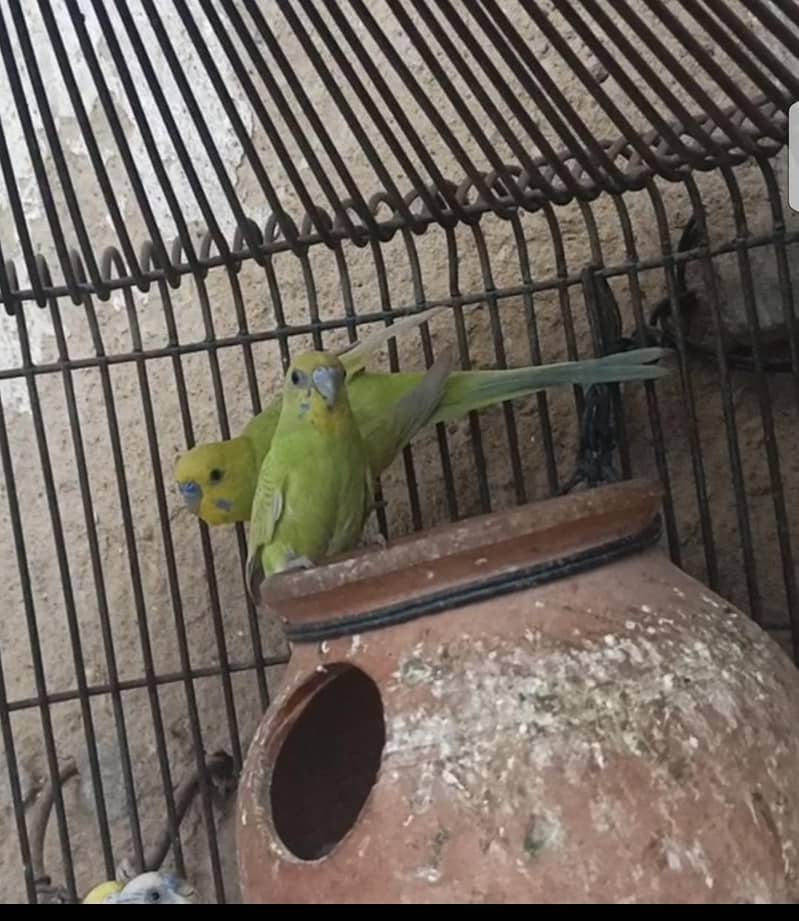 Bugies parrot 0