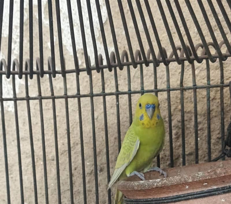 Bugies parrot 1