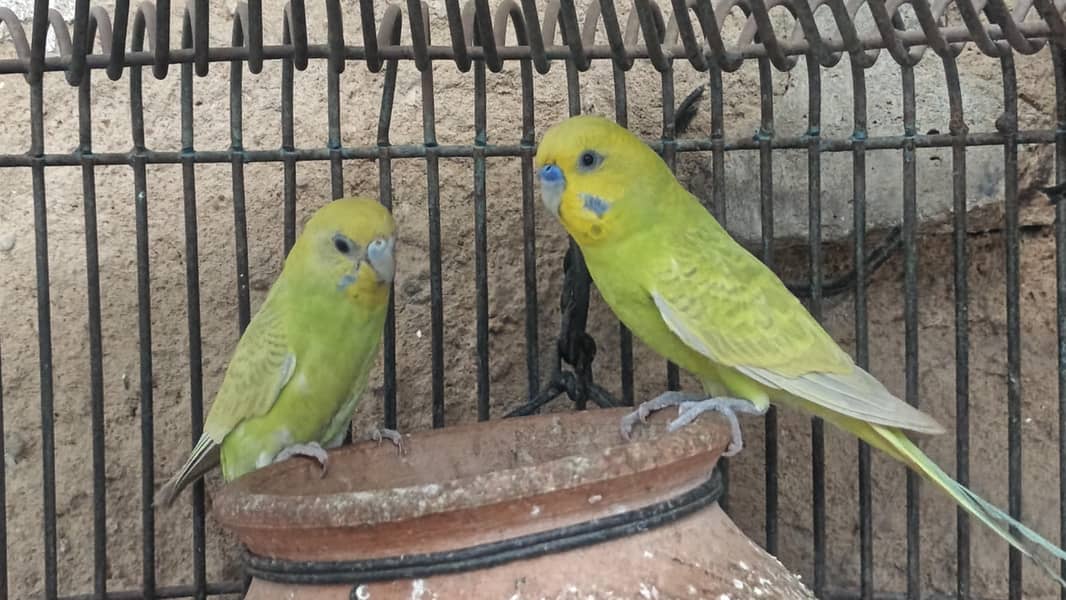 Bugies parrot 2