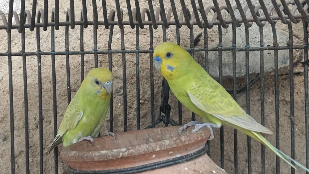 Bugies parrot 3
