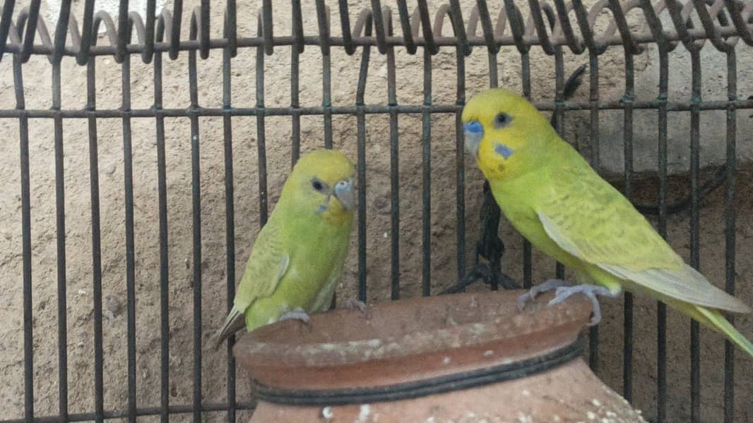 Bugies parrot 4