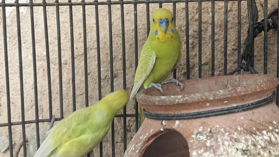 Bugies parrot 5