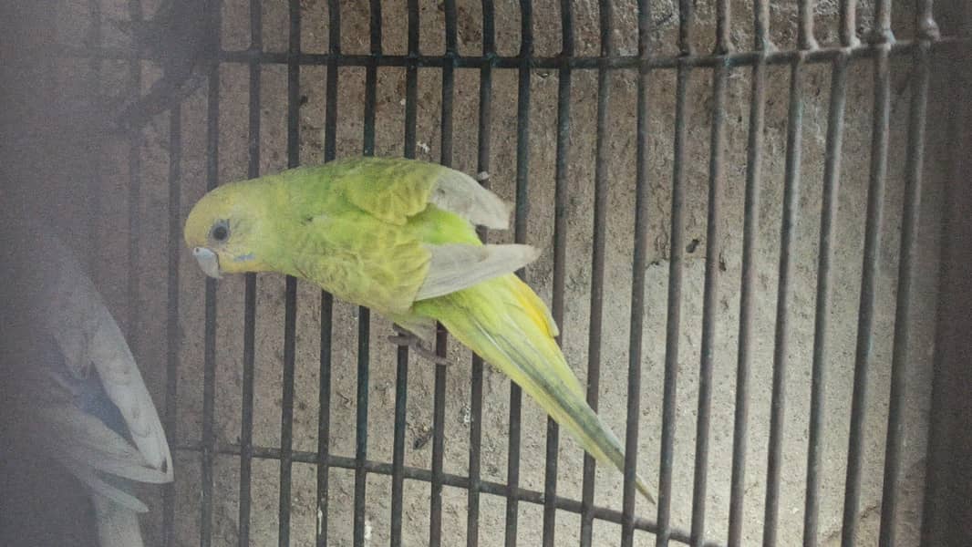 Bugies parrot 6