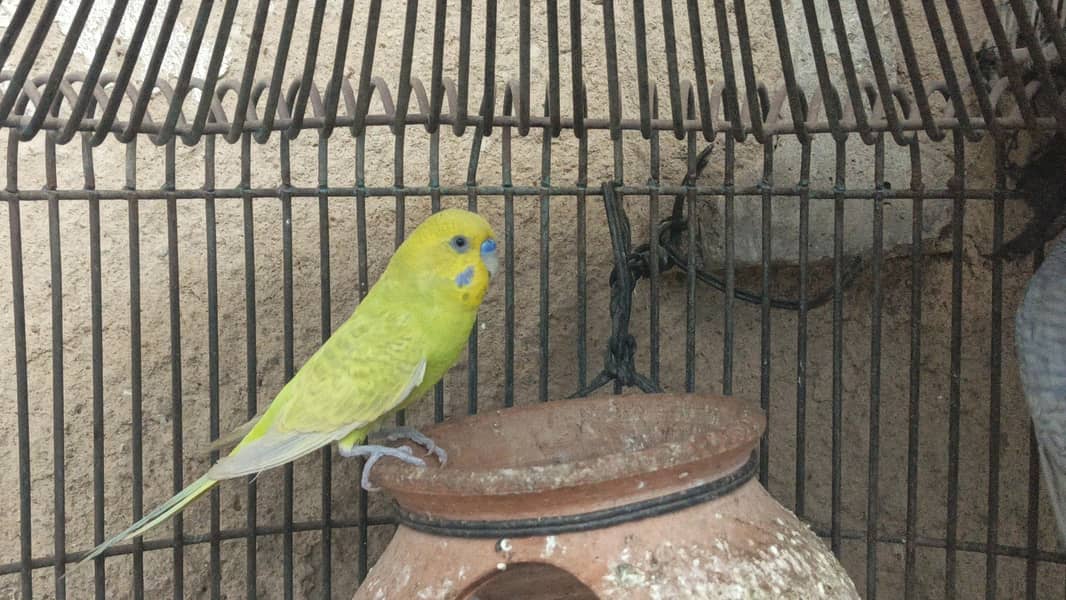 Bugies parrot 7