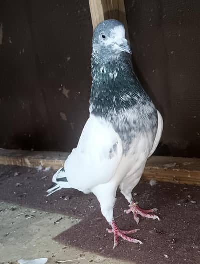 top quality breeder pair
