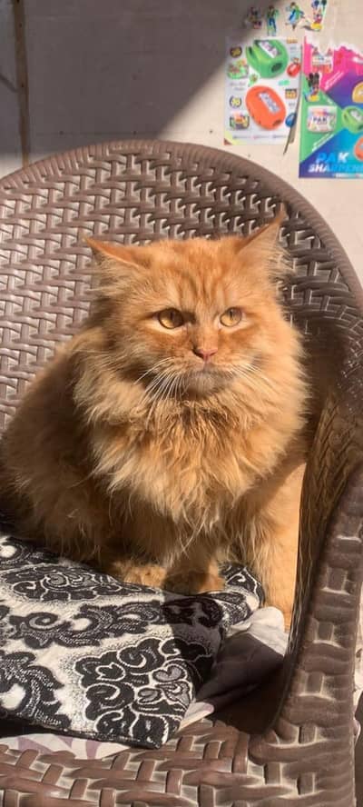 cute cat my barauni