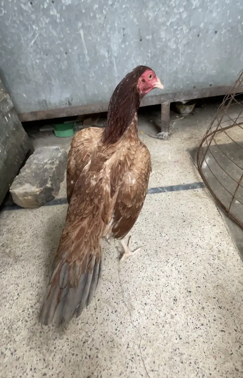 Aseel amroha cross pathi saleta colour flower tail — photo 2