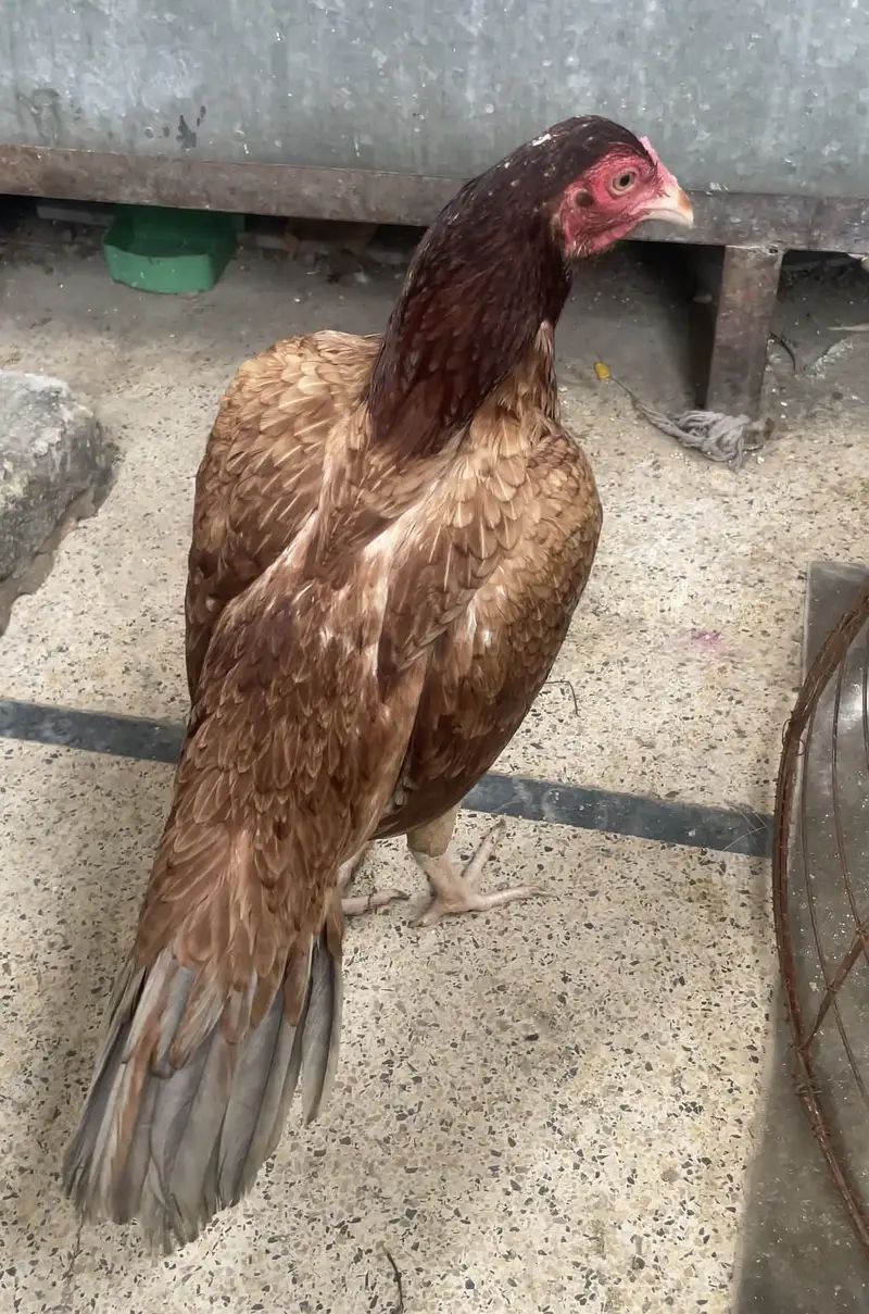 Aseel amroha cross pathi saleta colour flower tail — photo 3