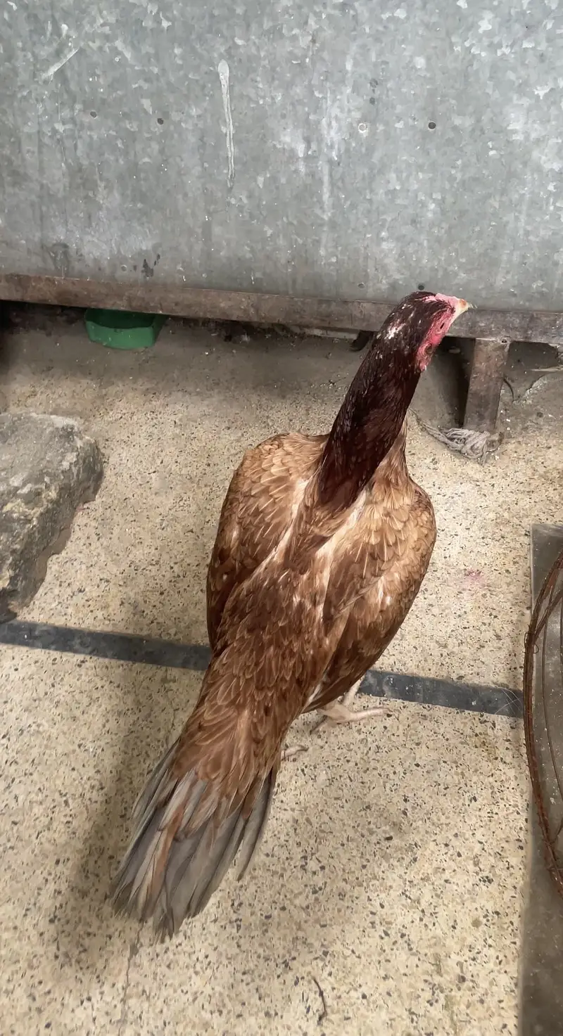 Aseel amroha cross pathi saleta colour flower tail — photo 4