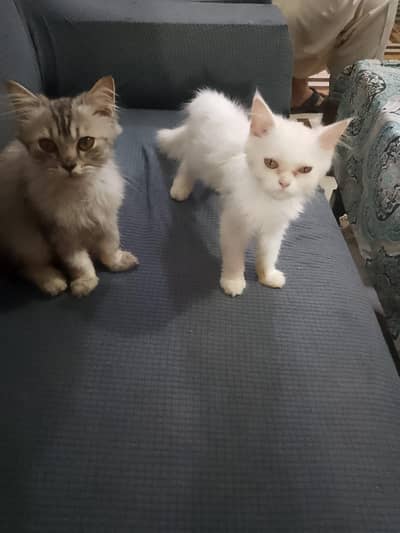 urgent for sale cat pair