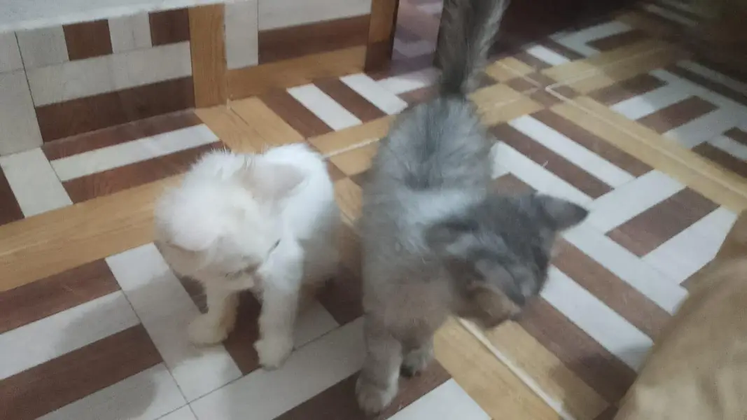 urgent for sale cat pair — photo 2